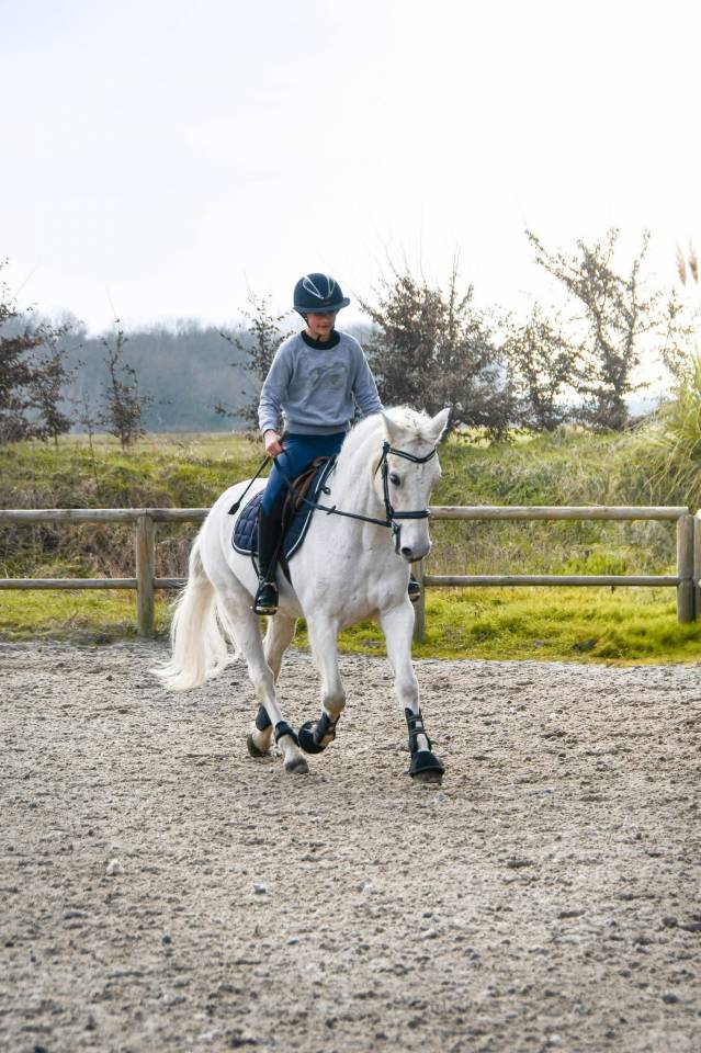 Poney D ma&icirc;tre d&rsquo;&eacute;cole