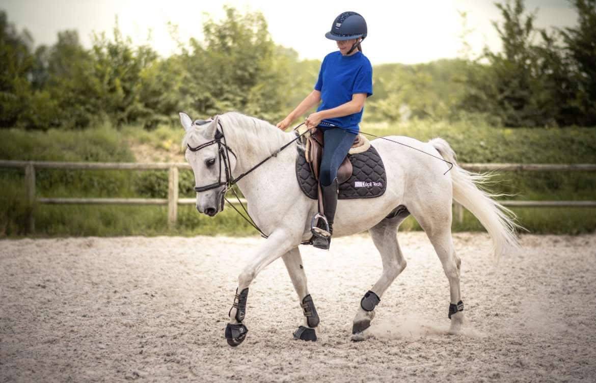Poney D ma&icirc;tre d&rsquo;&eacute;cole