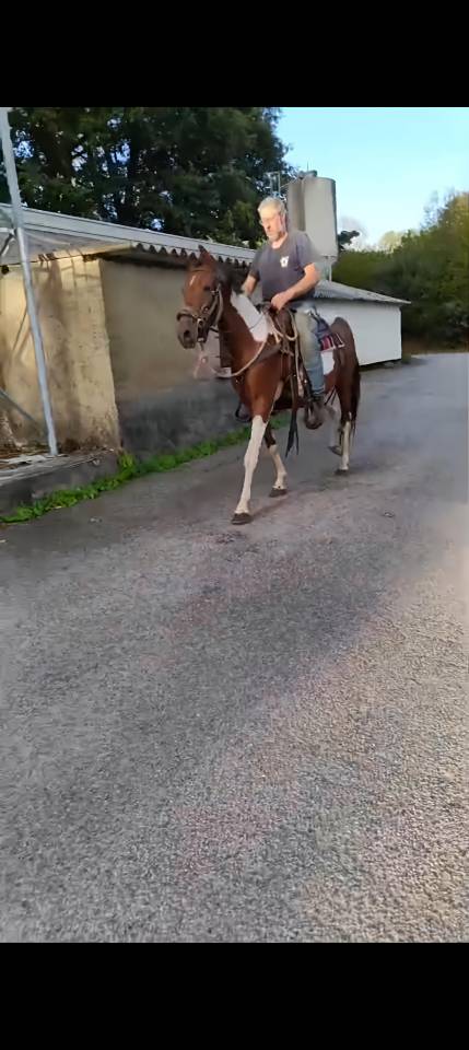 Jument de 3ans 