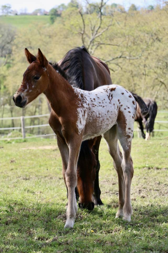 Pouliches PP APPALOOSA 
