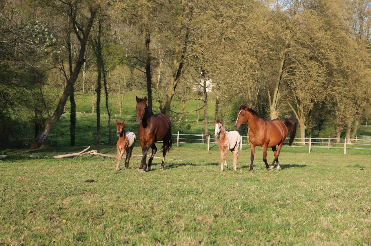 Pouliches PP APPALOOSA 