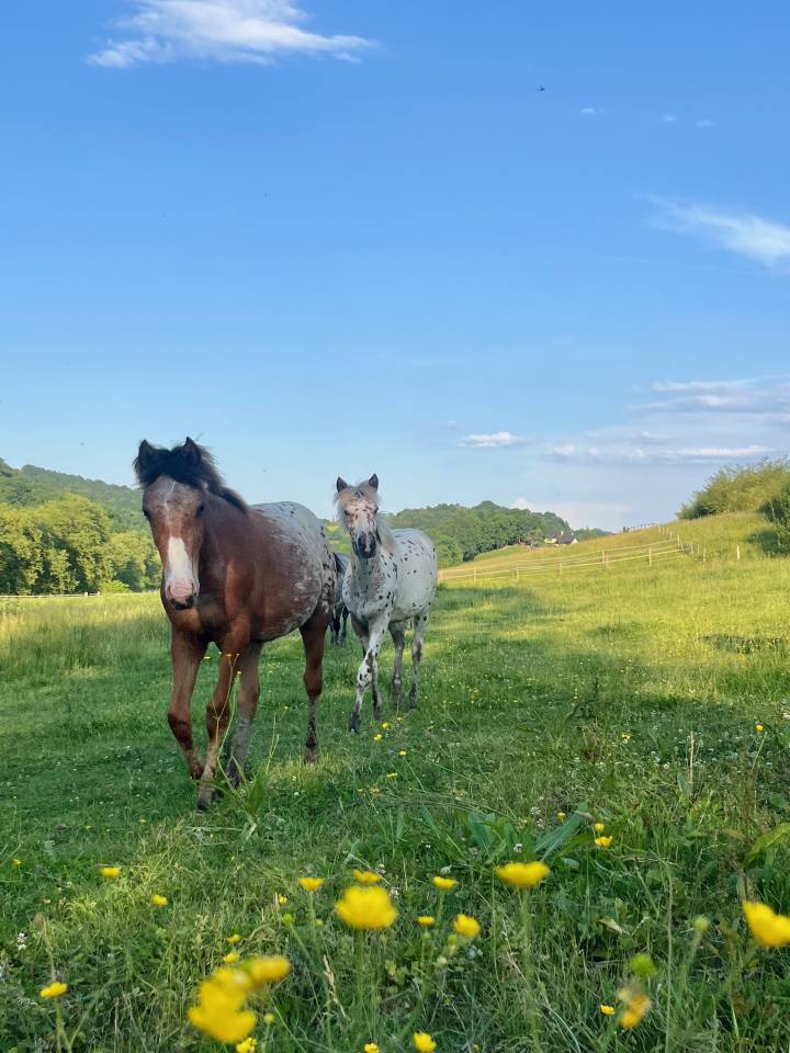 Pouliches PP APPALOOSA 