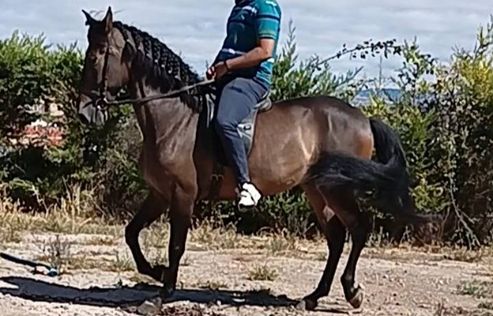 Caballos desde Espa&ntilde;a.