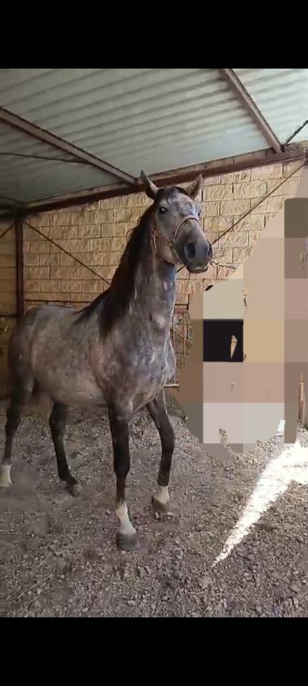Caballos desde Espa&ntilde;a.