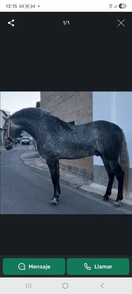 Caballos desde Espa&ntilde;a.