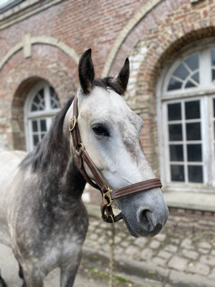 Poney, connemara