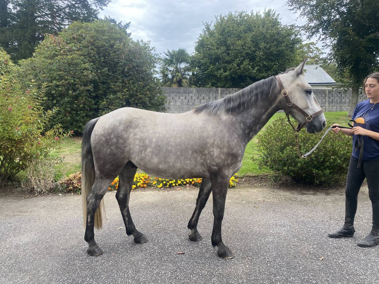 Poney, connemara