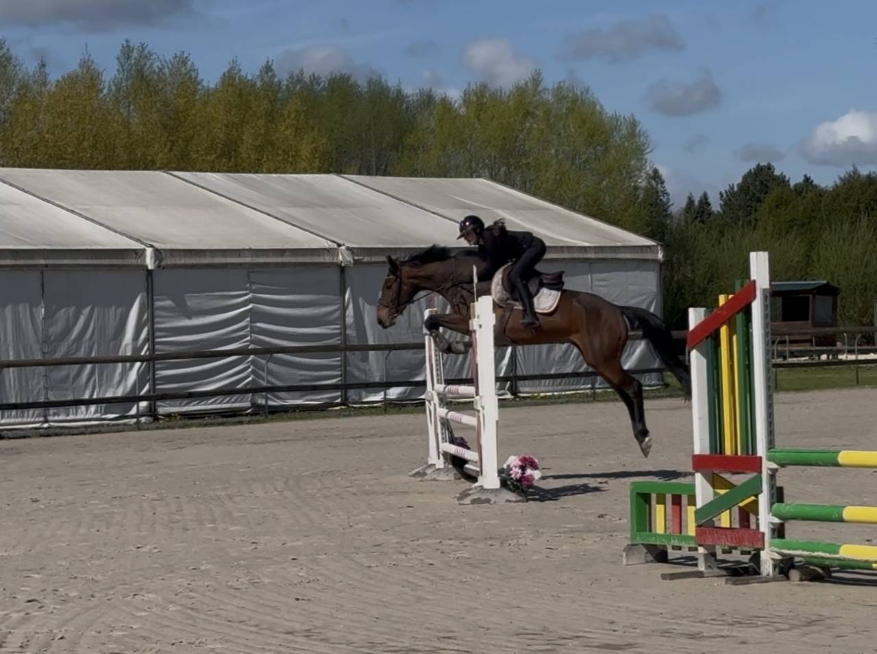 top jument 4ans cso