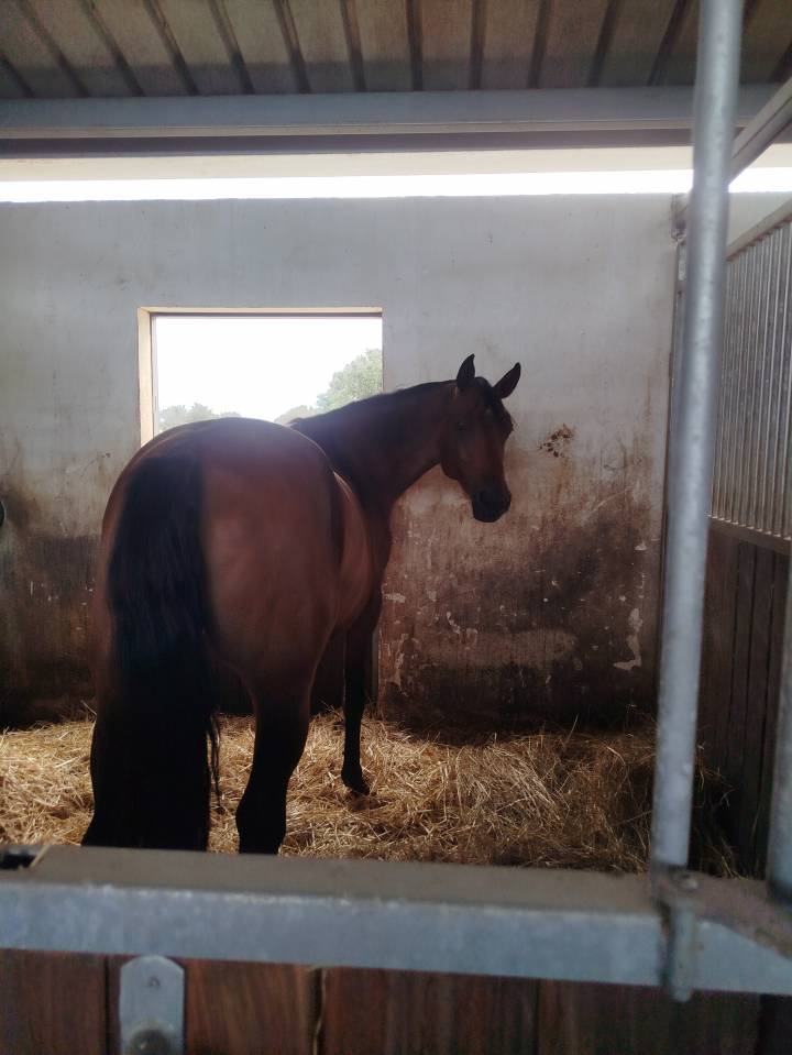 Jument CSO 7ans