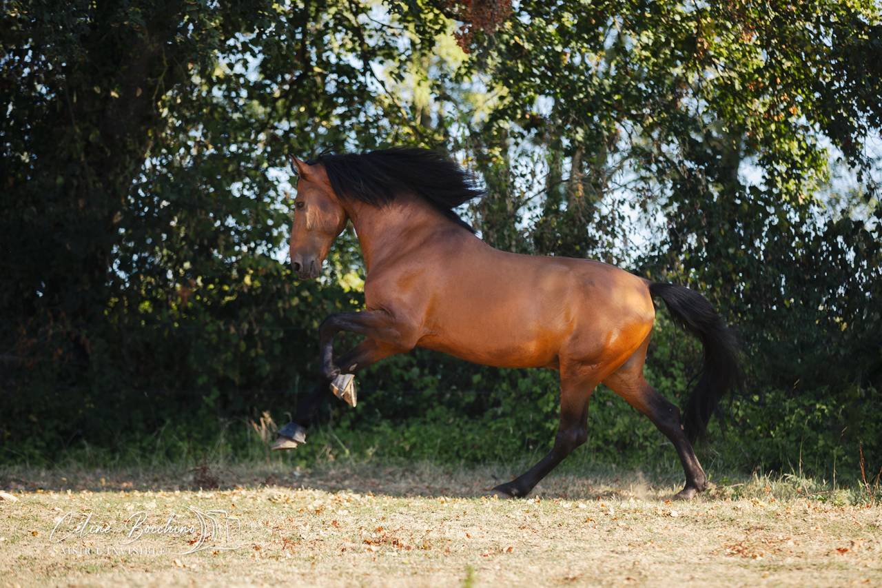 PRE PP APTO 1m73