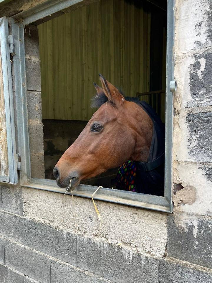 Ponette New Forest PP 