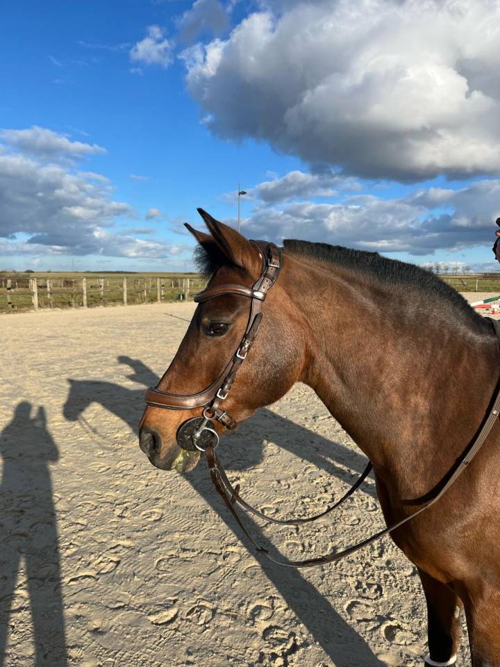 Ponette New Forest PP 