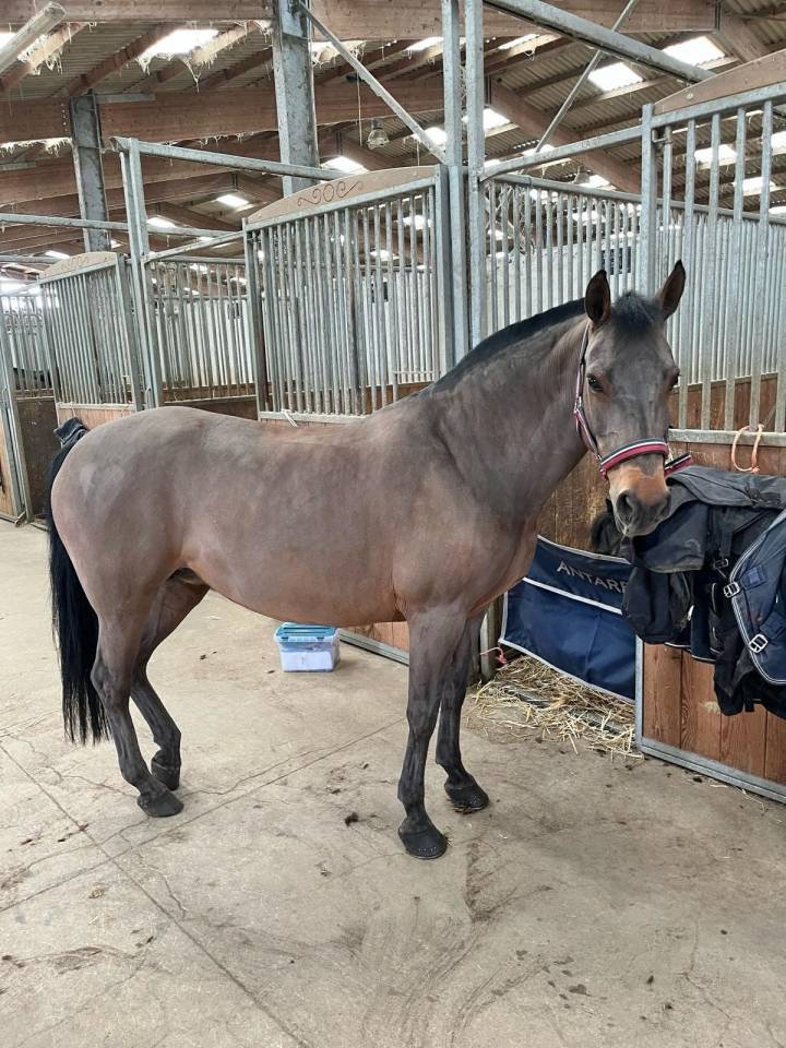 Ponette New Forest PP 