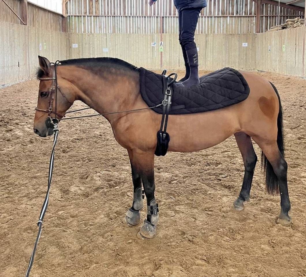 Ponette New Forest PP 