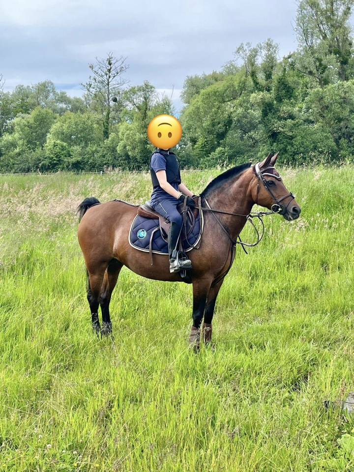 Ponette New Forest PP 