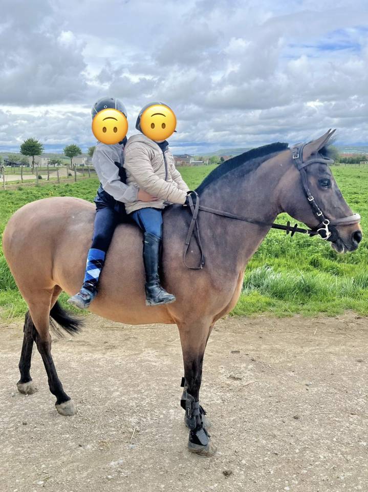 Ponette New Forest PP 