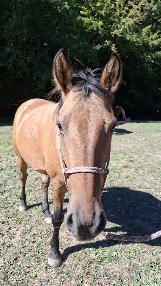 Jument/Poney D