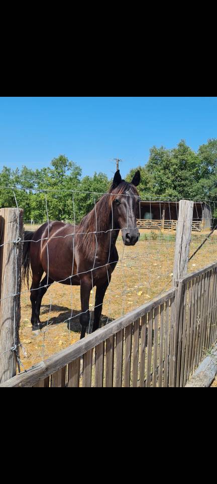 Hongre noir 12 ans