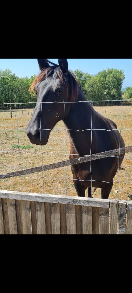 Hongre noir 12 ans