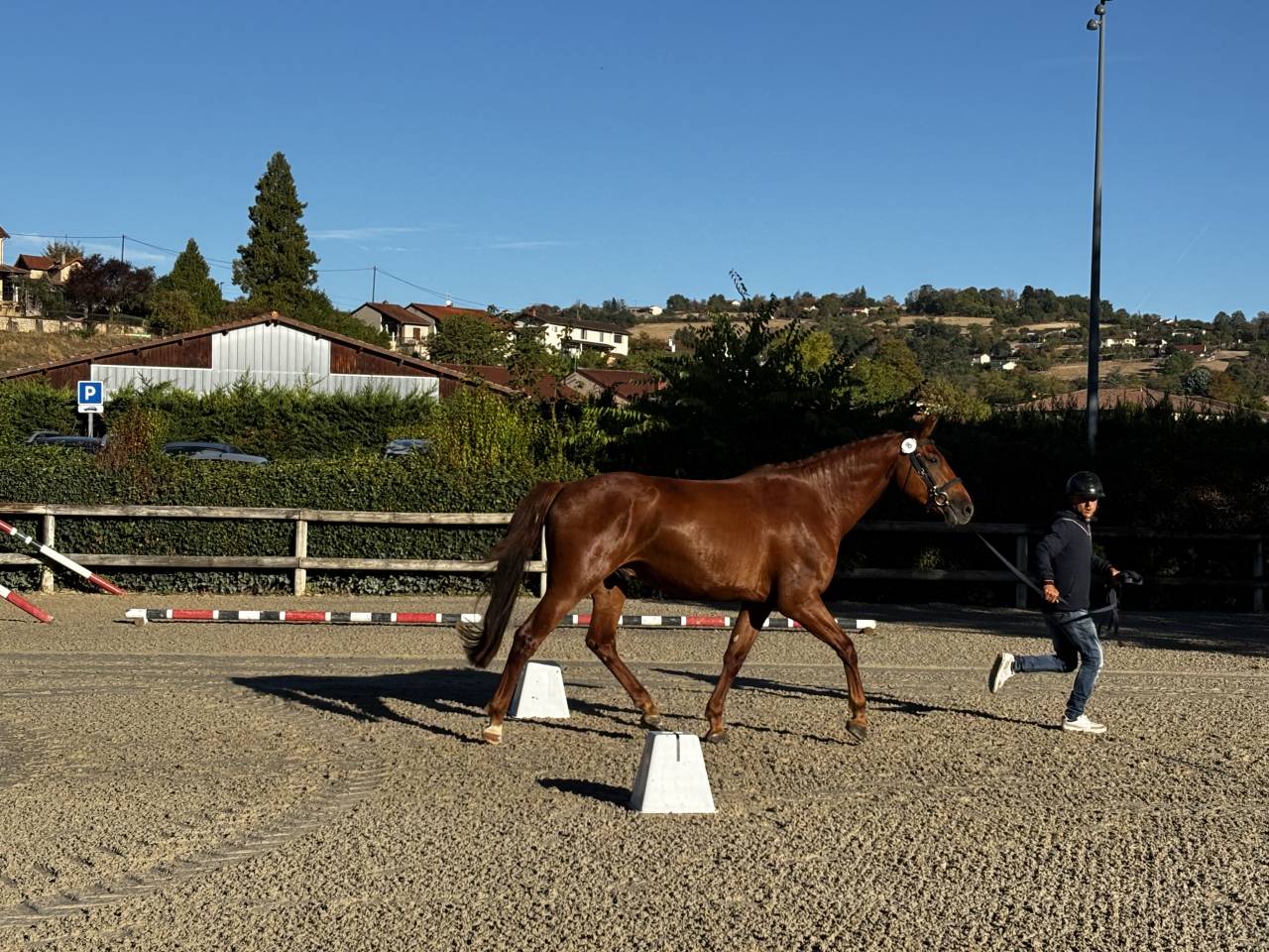 Hongre selle fran&ccedil;ais 3 ans 