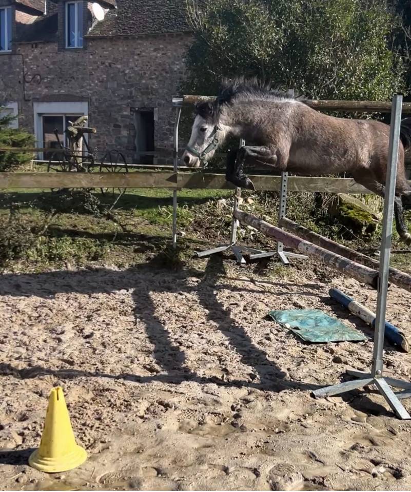 Pfs taille B 5 ans par greatstar 