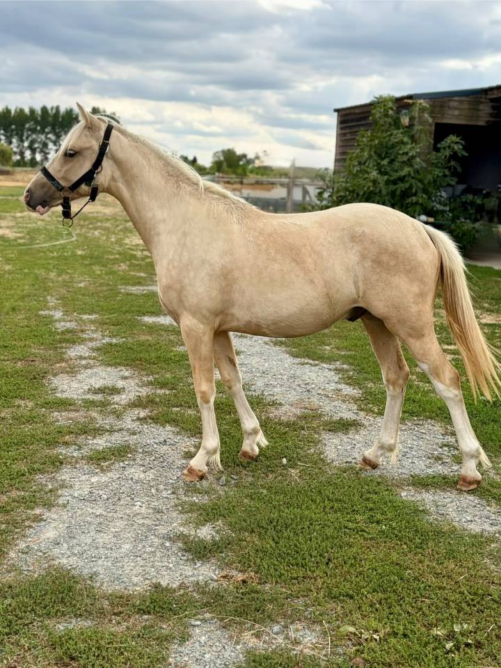 M&acirc;le Welsh part Bred