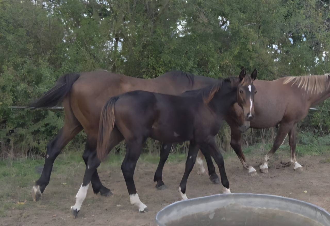 Foal SF m&acirc;le 