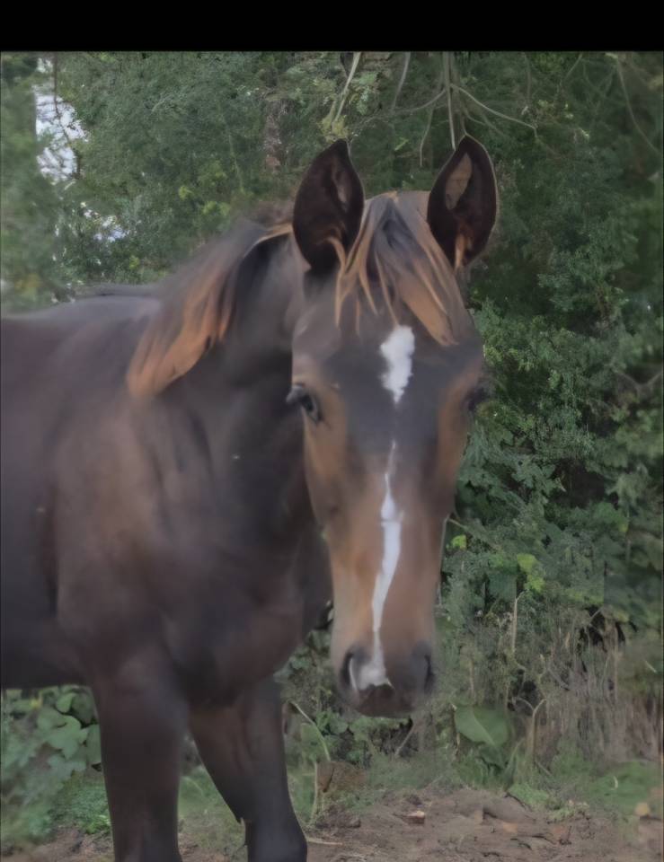 Foal SF m&acirc;le 