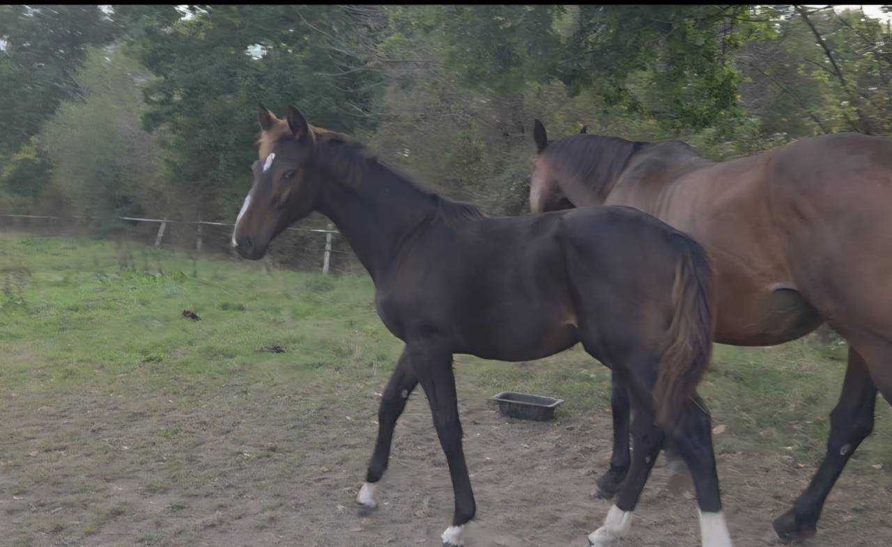 Foal SF m&acirc;le 