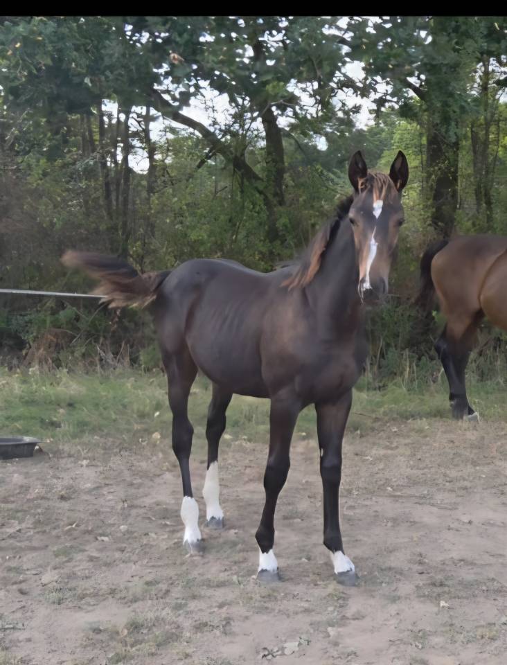Foal SF m&acirc;le 