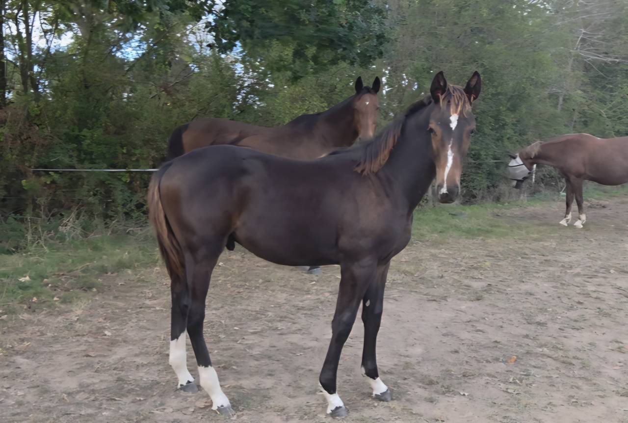 Foal SF m&acirc;le 