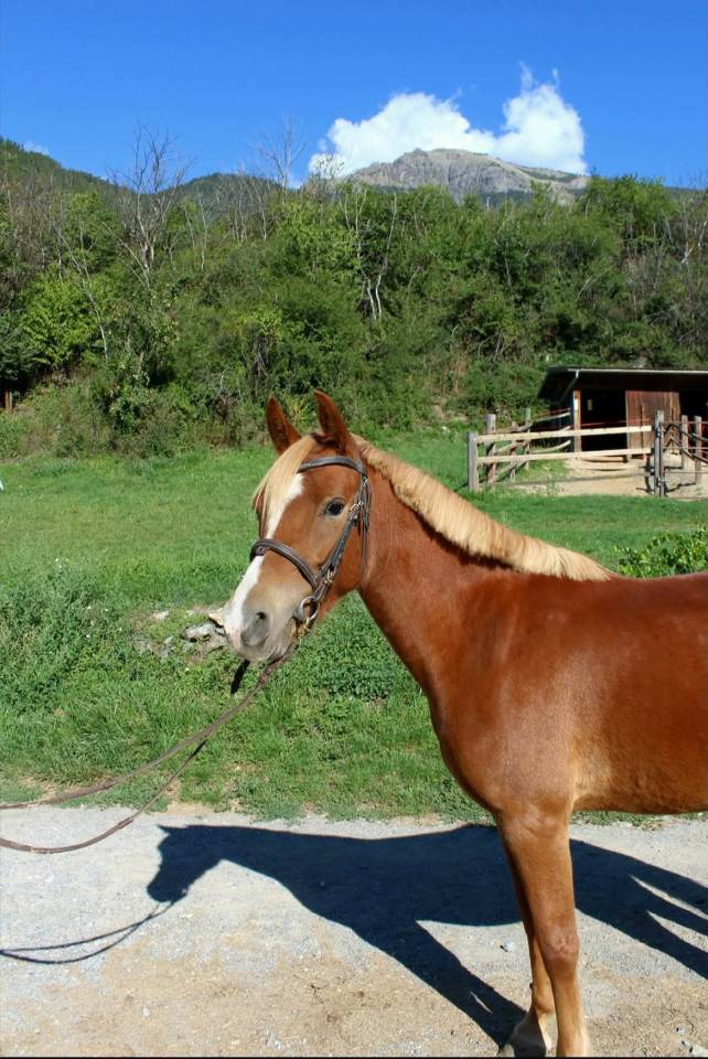 Native du Sud PFS 
