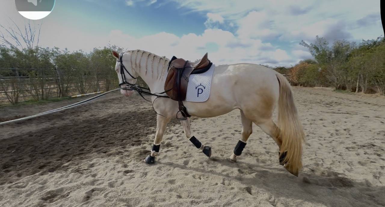 Superbe Lusitanien isabelle de 4 ans, tr&egrave;s gentil