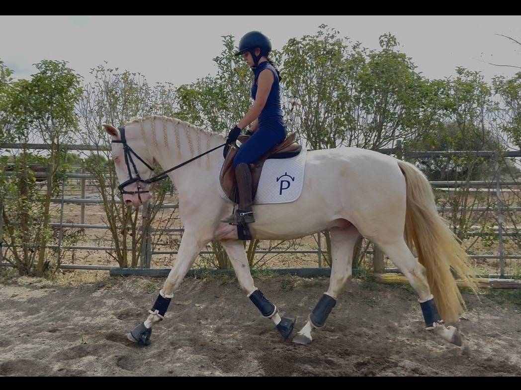 Superbe Lusitanien isabelle de 4 ans, tr&egrave;s gentil