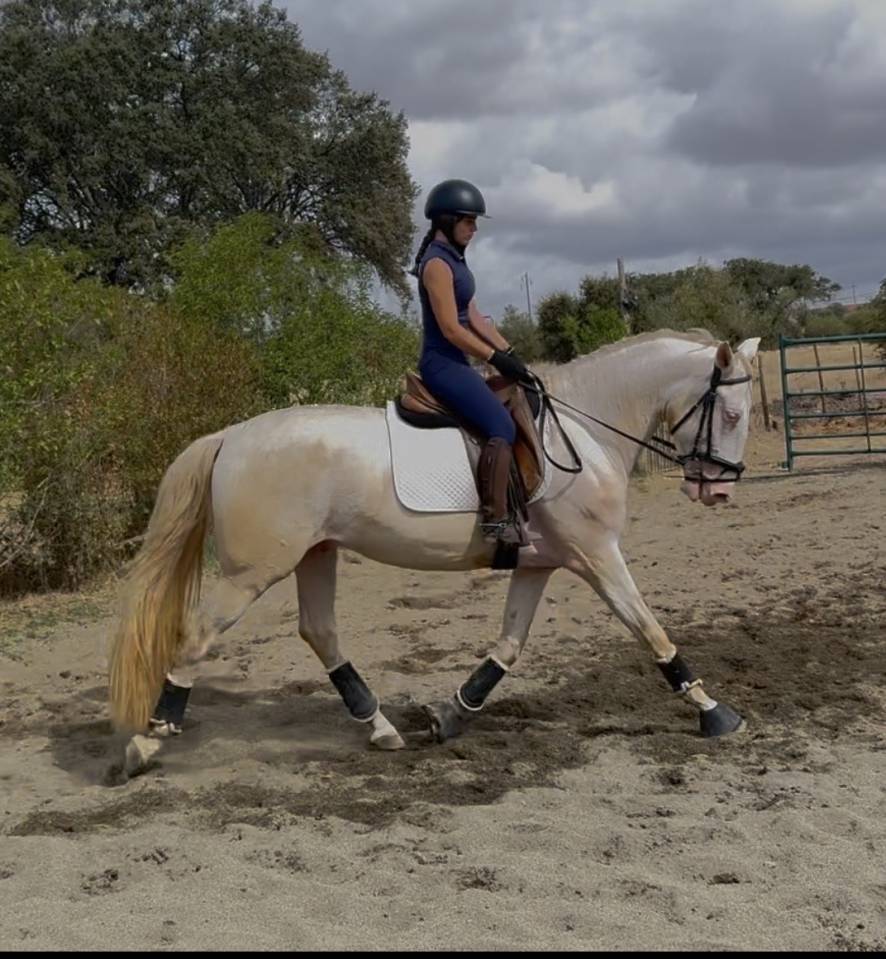 Superbe Lusitanien isabelle de 4 ans, tr&egrave;s gentil
