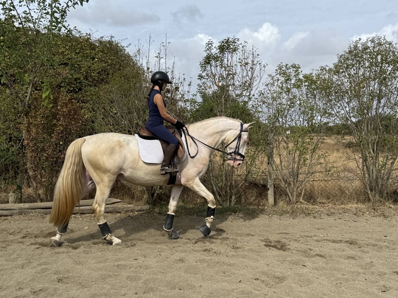 Superbe Lusitanien isabelle de 4 ans, tr&egrave;s gentil