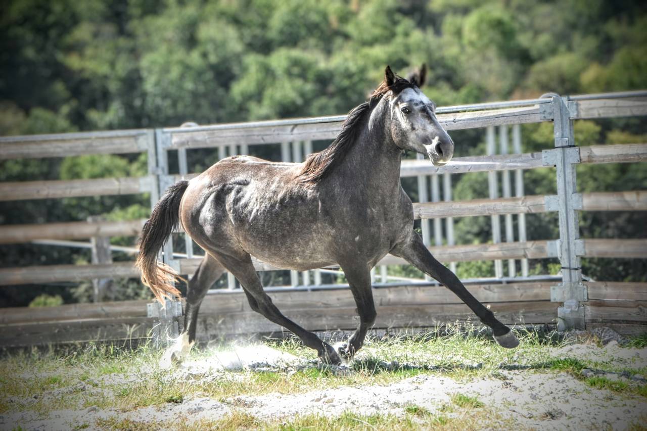 M&acirc;le 3ans 1m51 Connemara Part Bred