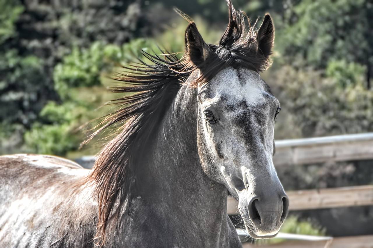 M&acirc;le 3ans 1m51 Connemara Part Bred