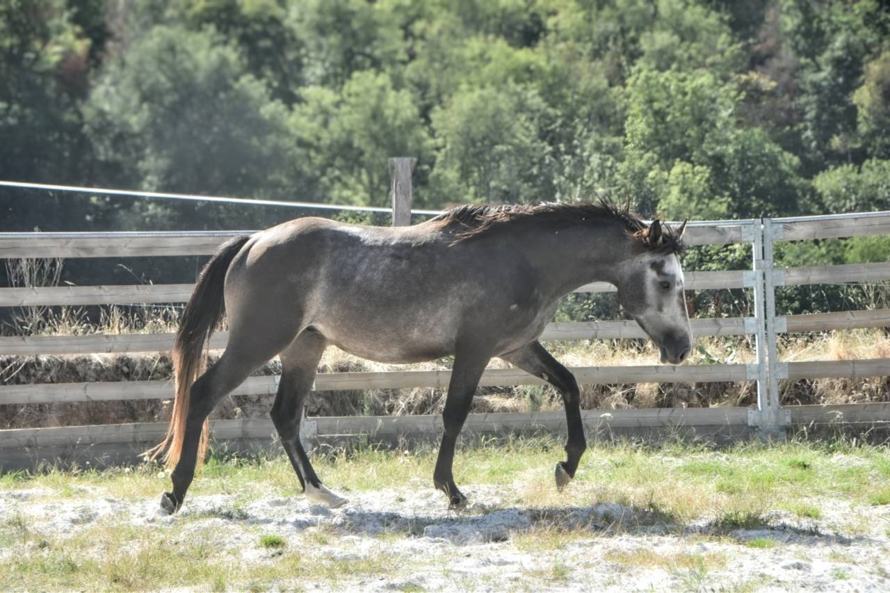 M&acirc;le 3ans 1m51 Connemara Part Bred
