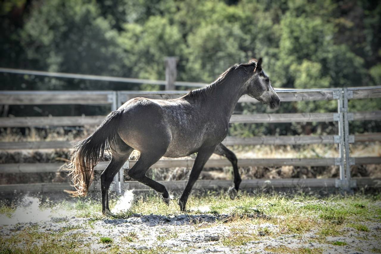 M&acirc;le 3ans 1m51 Connemara Part Bred