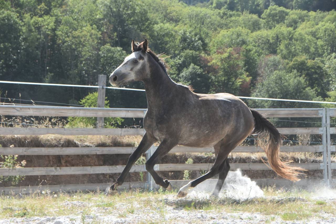 M&acirc;le 3ans 1m51 Connemara Part Bred