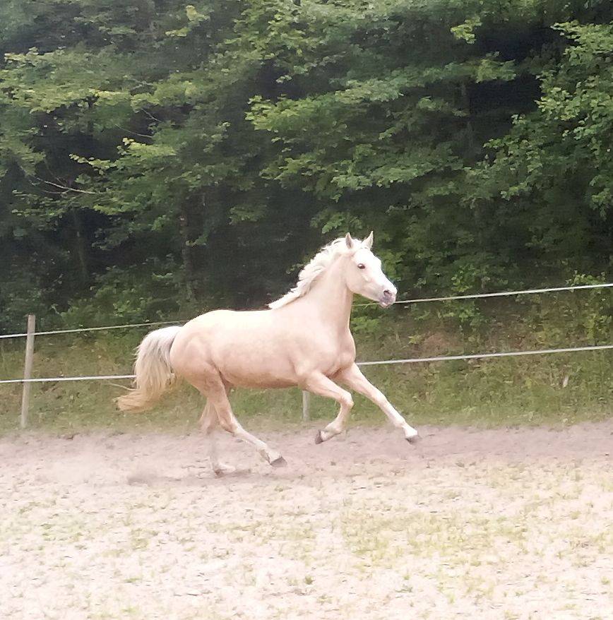 Ponette 4ans Welsh PB 1m42 Palomino