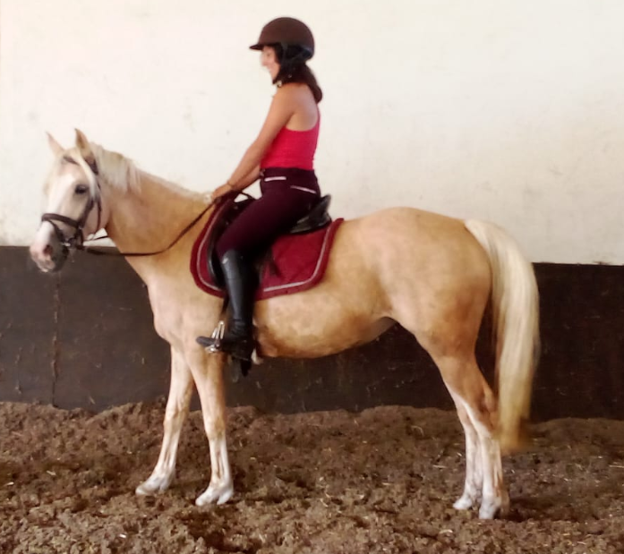 Ponette 4ans Welsh PB 1m42 Palomino