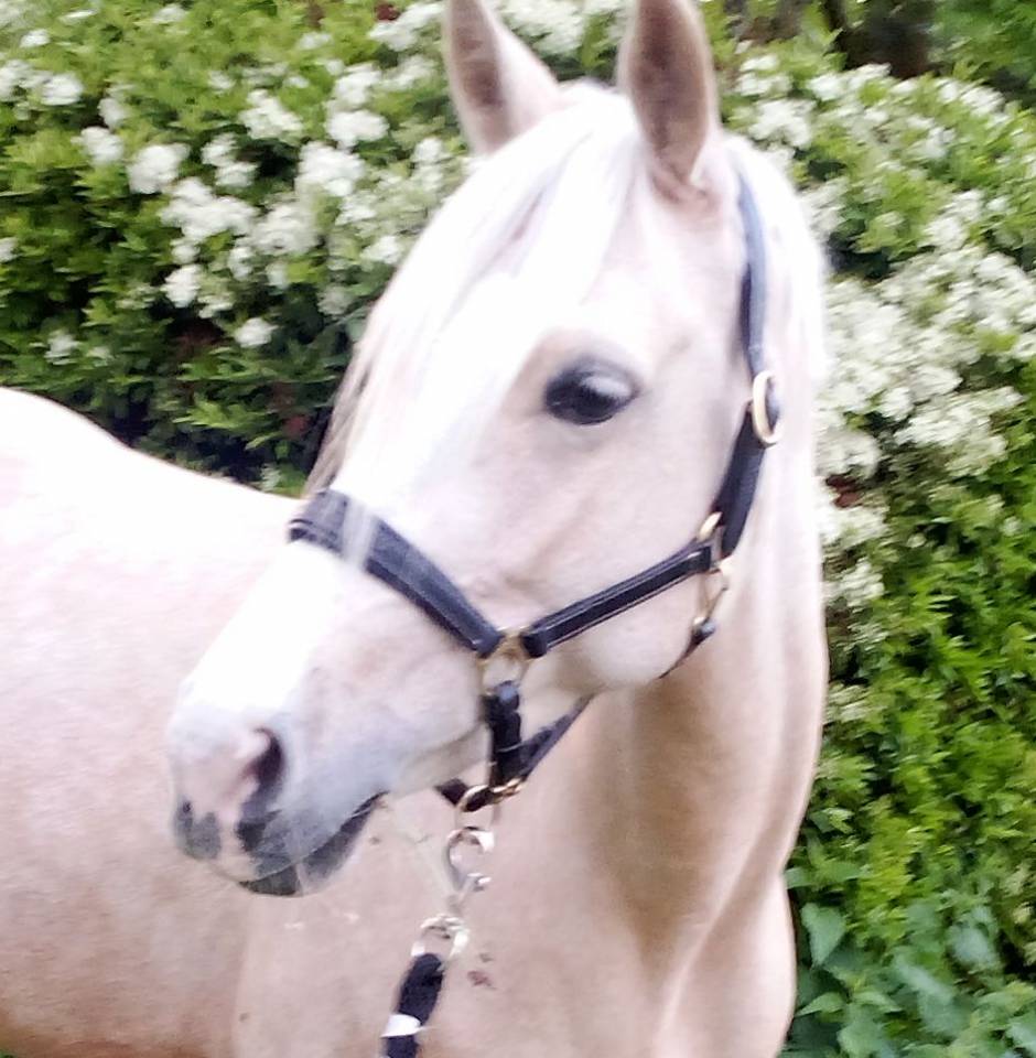 Ponette 4ans Welsh PB 1m42 Palomino