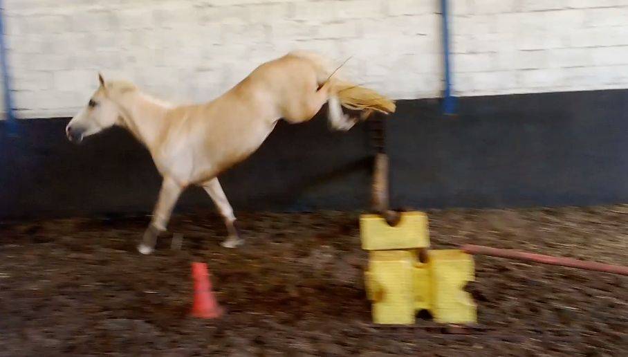 Ponette 4ans Welsh PB 1m42 Palomino