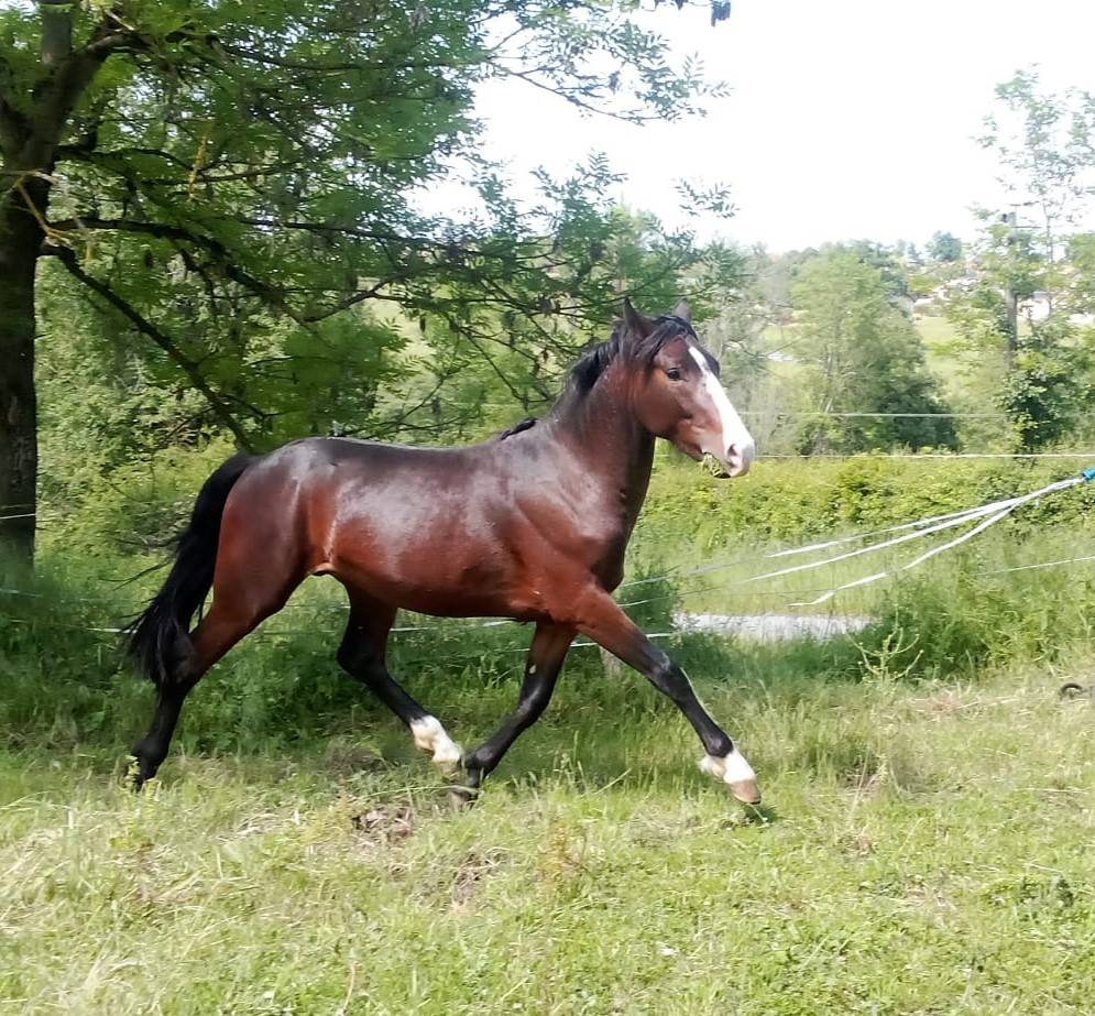 Tr&egrave;s beau M&acirc;le 2ans 1m48 PFS