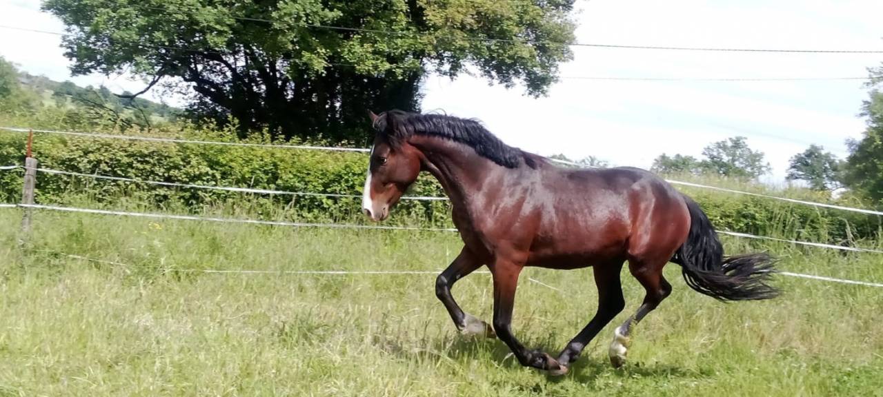 Tr&egrave;s beau M&acirc;le 2ans 1m48 PFS