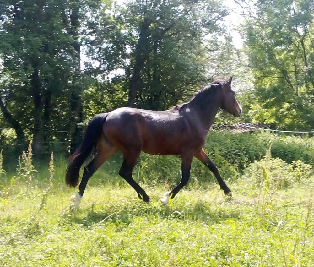 Tr&egrave;s beau M&acirc;le 2ans 1m48 PFS