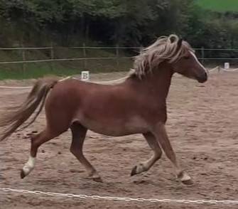 Adorable poullini&egrave;re 11ans Welsh pony 1m11