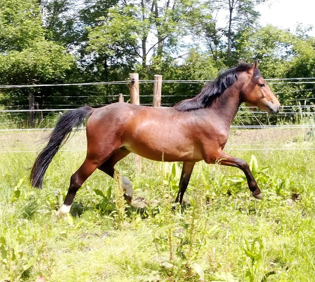 M&acirc;le 2ans Wpb sport 1m31